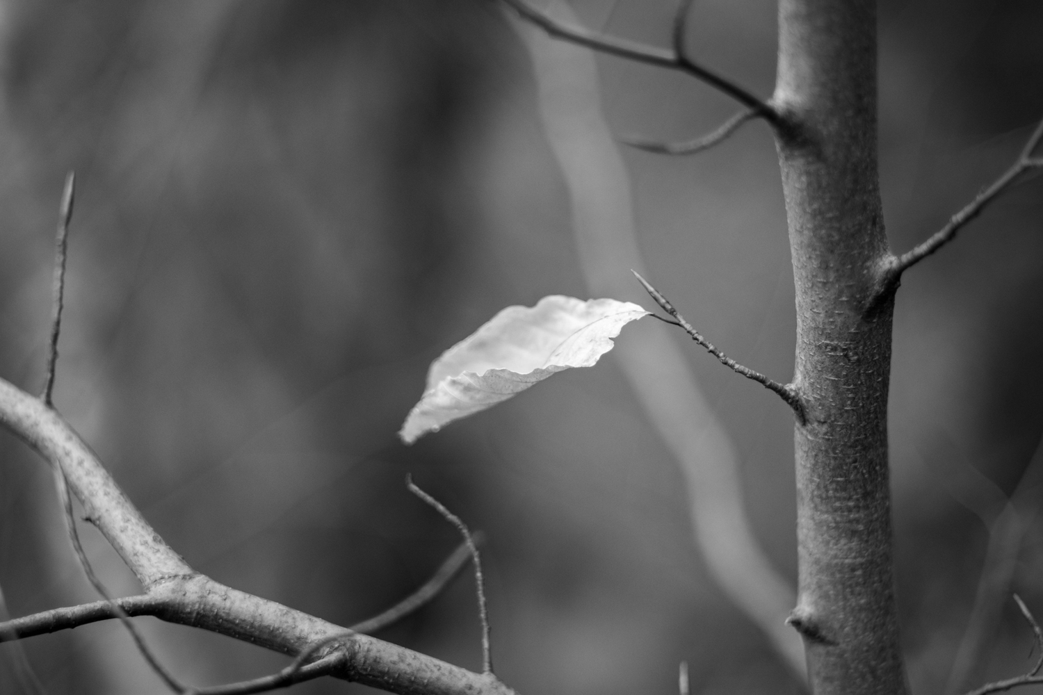 Pexels Photo 12615099 (1)